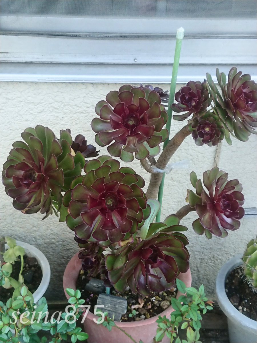 クロホウシ Twitter Search Twitter