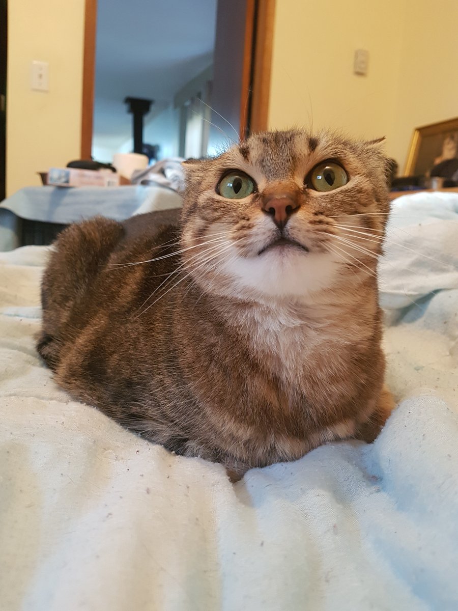 OrriG's tweet photo. @mythical Guess my cat's name. 
It is a dessert.
#GMMReadyPetGo

It's Strudel. She is special. https://t.co/RCzYeM5sqB