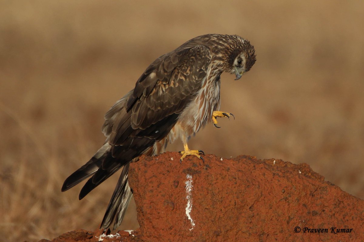 praveen4588's tweet photo. Someone was talking about Talons
Montagu's Harrier female @ Bidar , Grasslands, . With reducing grasslands sighting of these beautiful migratory birds is also on decline.
#BirdsWithTalons #IndiAves #savegrasslands #birdwatching #BBCWildlifePOTD #NaturePhotography @Avibase #bird https://t.co/PAJOqtWB4u