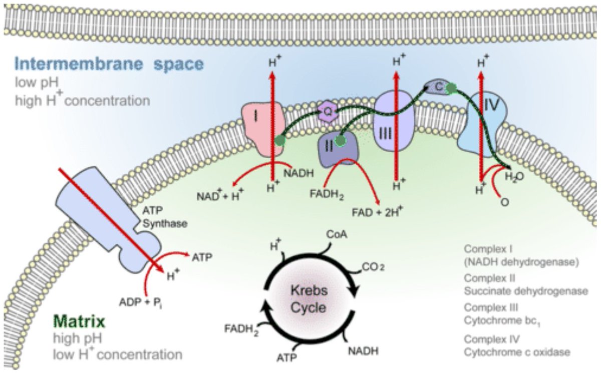 sugab¹⁶ UDAH GAK HIATUS! on Twitter "Ternyata eh ternyata, ketika