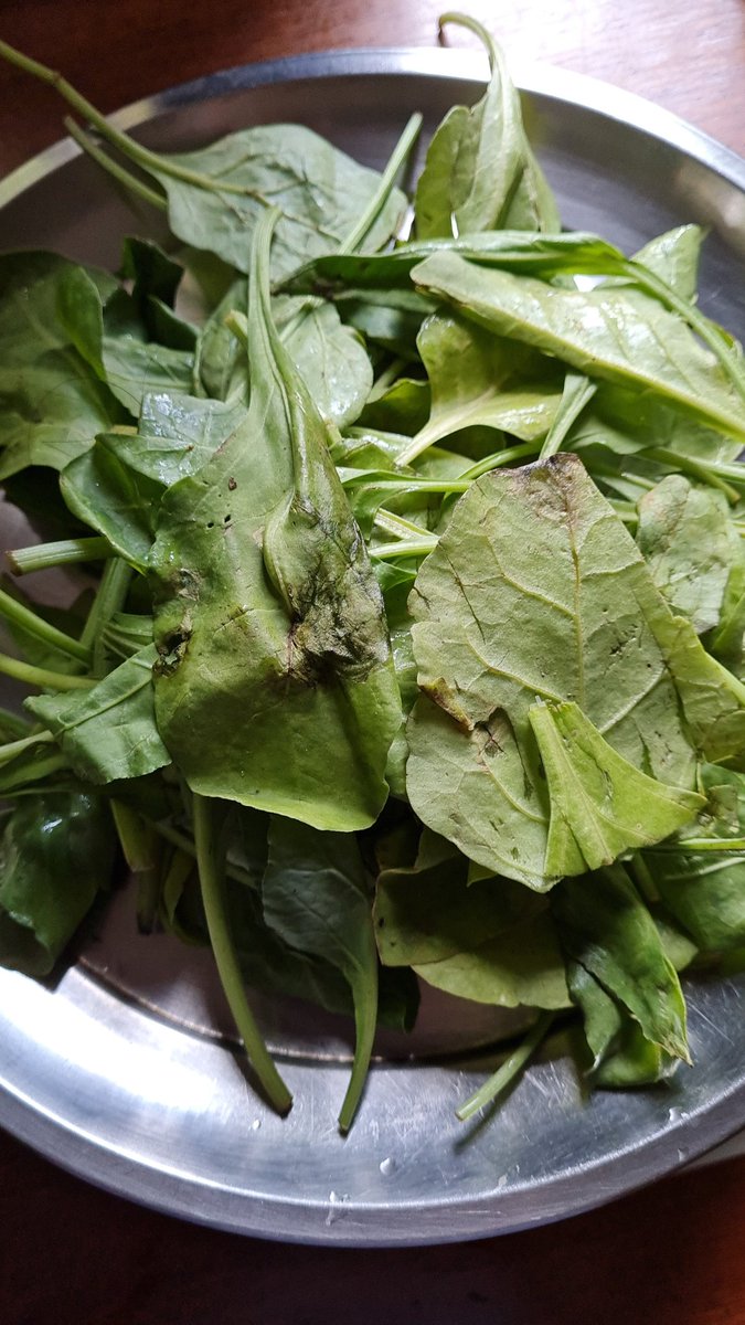 madhukishwar's tweet photo. This is open loot and fraud @bigbasket_com 

I ordered Baby Spinach.
Instead I get 100 gms of this junk for Rs 135.
Road side vendors sell far better. All this loot in the name of organic, hydroponically grown veggies!

Even the avocados I ordered rotted without ripening. https://t.co/twv2jsidAg