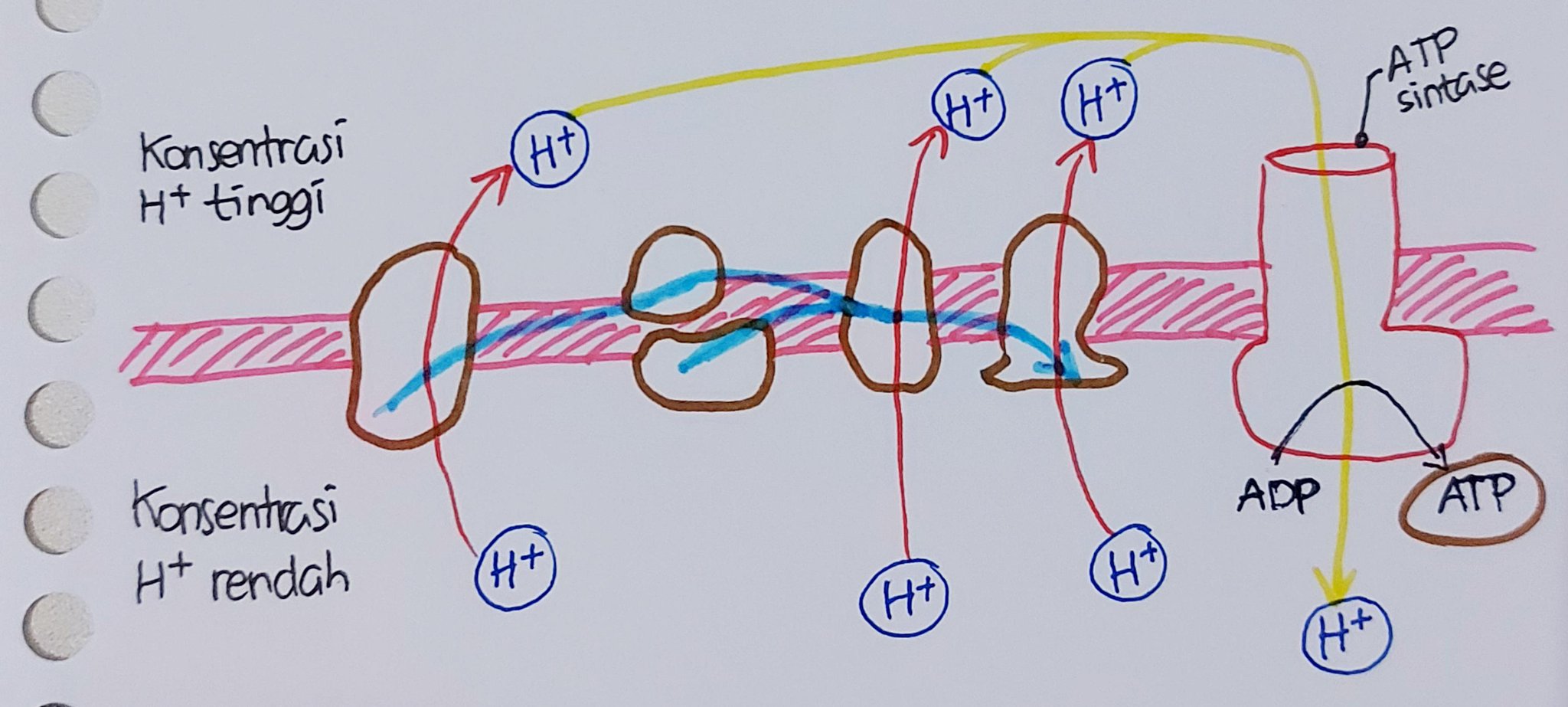 sugab¹⁶ UDAH GAK HIATUS! on Twitter "Ternyata eh ternyata, ketika