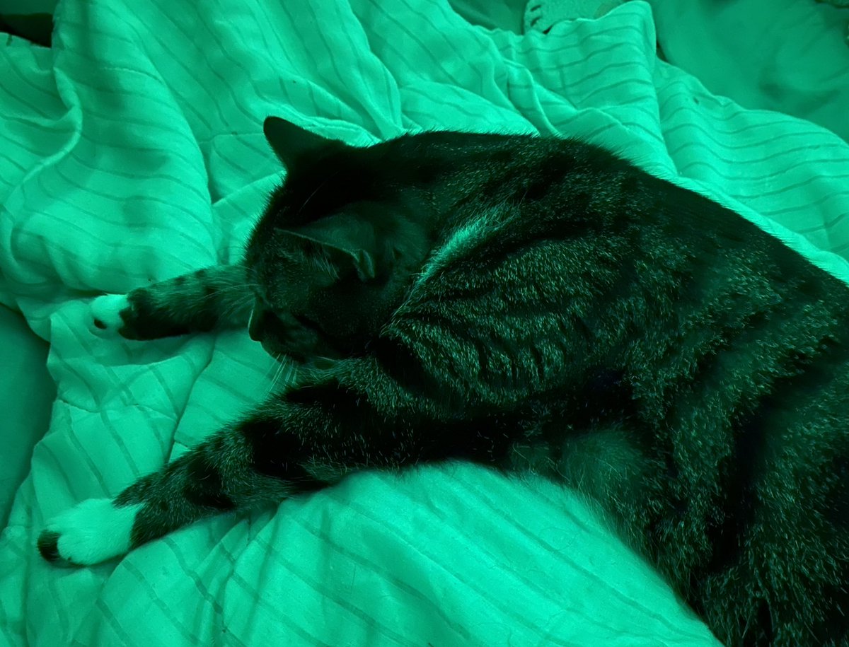 podbeanroni's tweet photo. @waystonepod @podbean Cats love pulling the Cute card after they get the zoomies and knock down not one but TWO microphones. Behold the post-destructive zoomies nap. https://t.co/W3gmtYQttq
