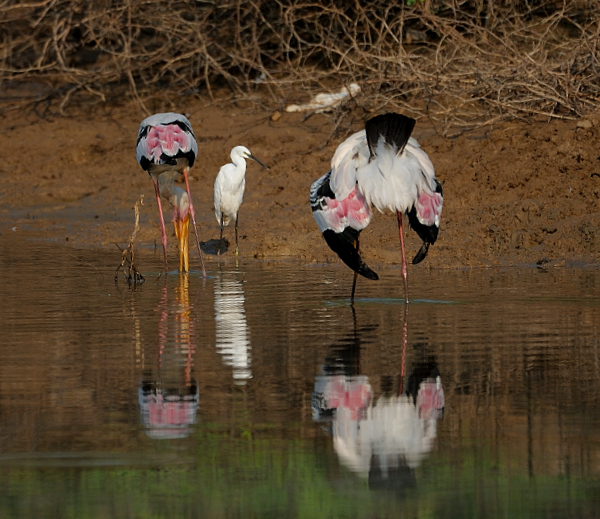 Reflections #Birds #Nature #wildlife #PaintedStorks 
@WorldofWilds
 
@IndiAves
 #Luv4Wilds