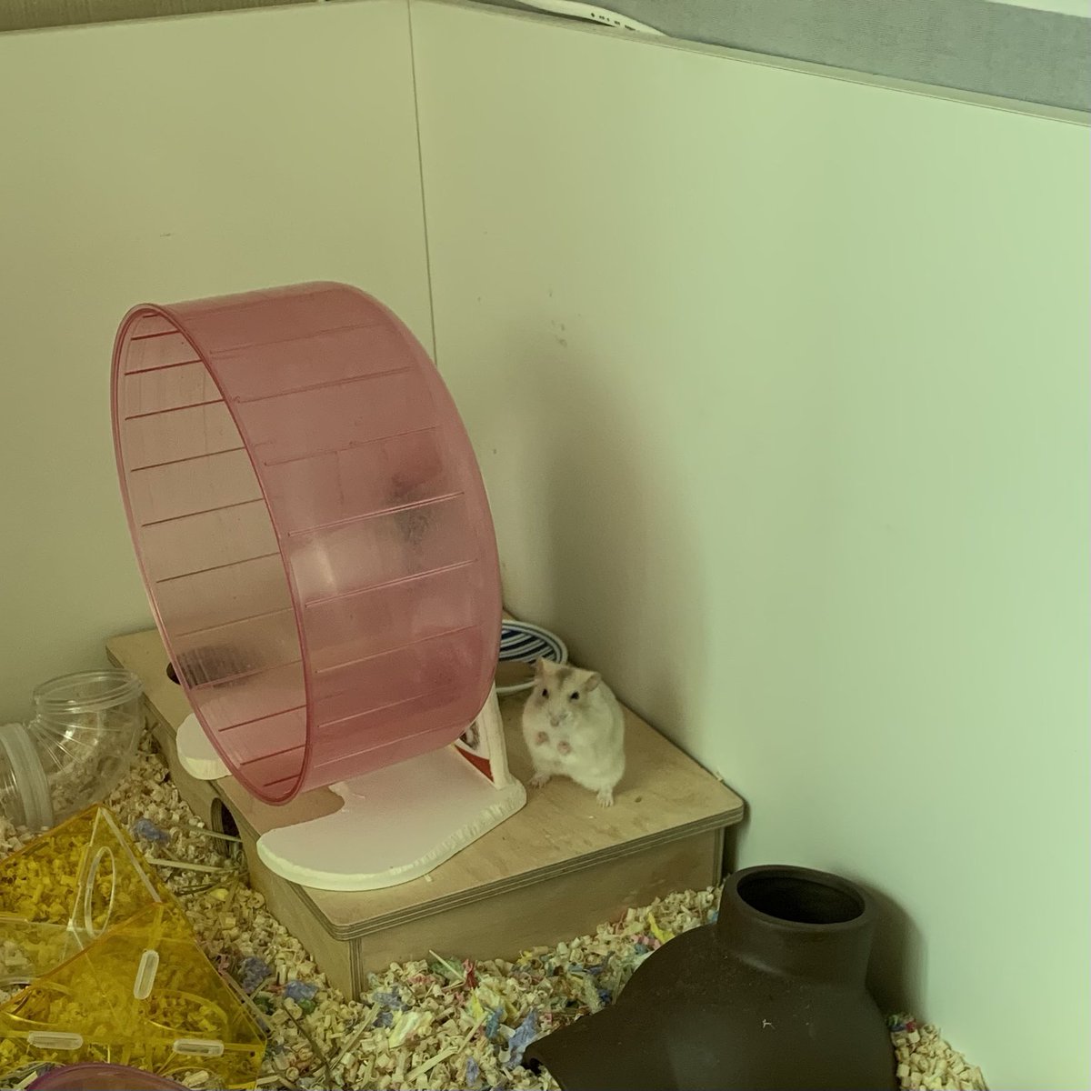 잔뜩 화가난 세모 눈을 한 누룽지뵤… 너인상진짜뵤상궂다