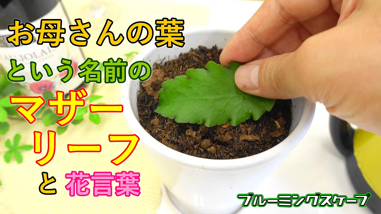 ブルーミングスケープ 観葉植物の通販 Bloomingscape Twitter