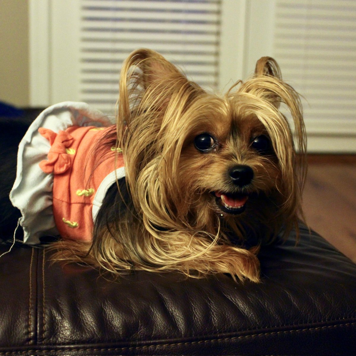 It's almost, sorta, kind of, close to, just about, nearly the weekend. Whoo-hoo 🐶😁🐶😁🐶 #wednsdаymoоd #cutedogsofinstagram #yorkielove #yorkie #yorkiesofinstagram #organicpetcare Photo Credit: Shanna Beasley