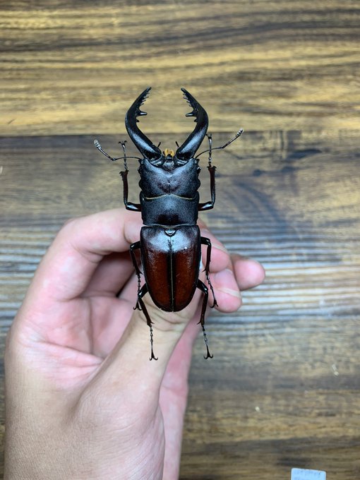 昆虫のtwitterイラスト検索結果 古い順 昆虫のtwitterイラスト検索結果 古い順