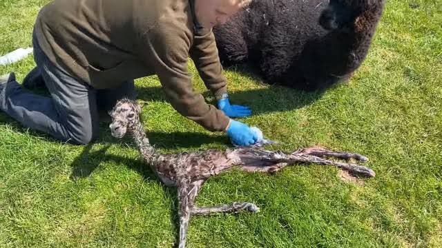 生まれたてのアルパカ かわいいけれど想像以上に細長い 話題の画像プラス