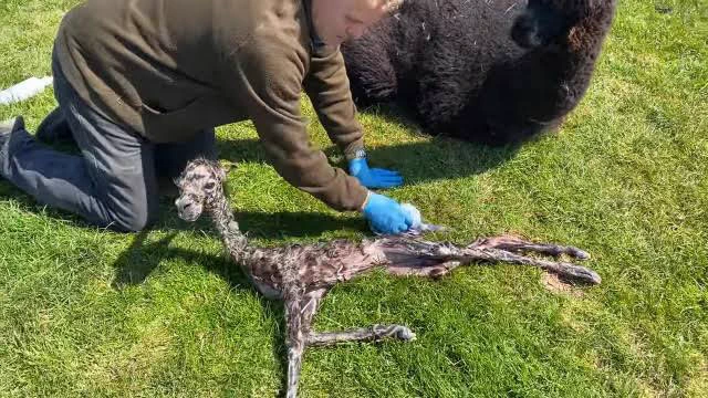生まれたてのアルパカ！かわいいけれど想像以上に細長い！