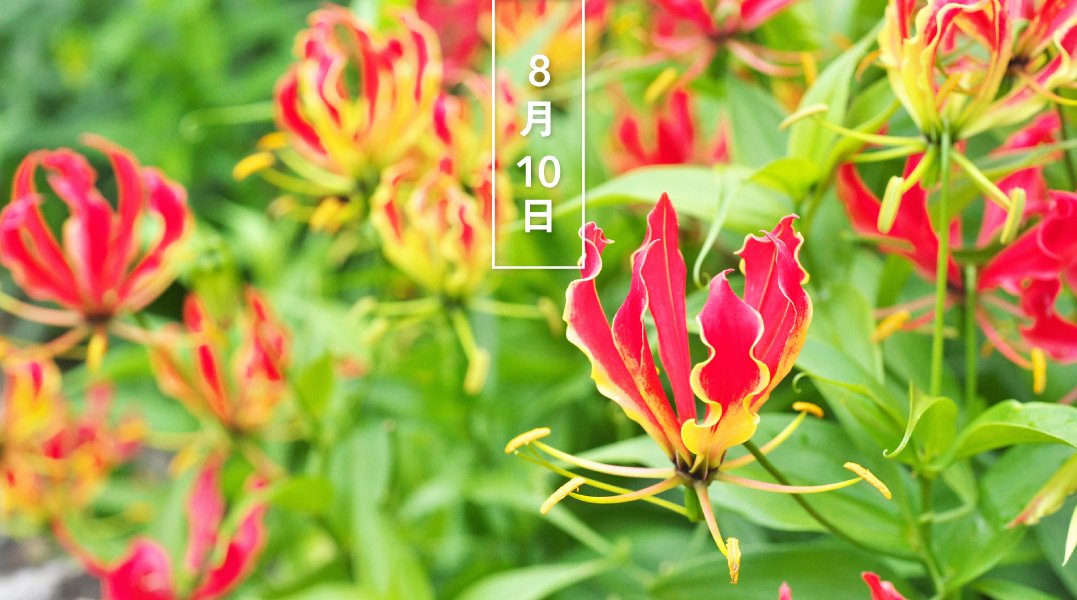 暦生活 こよみせいかつ على تويتر グロリオサ 花の日めくり 花言葉 燃える情熱 イヌサフラン科の半つる性の球根植物で 熱帯地域に分布 7 9月 鮮やかな赤またはオレンジ色の花を下向きにつけます 反り返った花弁の縁は炎のように波打ち 和名はキツネユリ