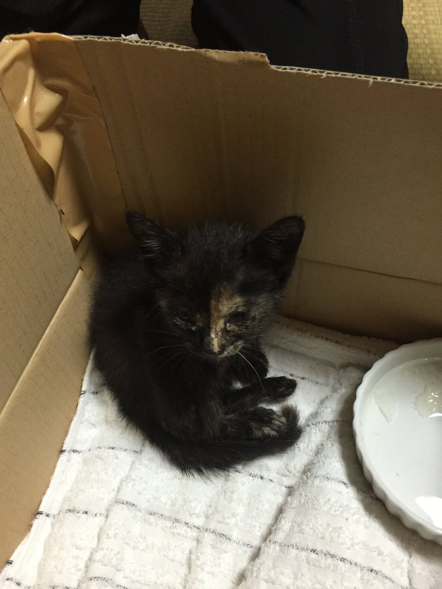 fudarnie's tweet photo. ６年前の初夏に甥っ子が３匹の子猫を保護して飼い主を探したところ、この子が引き取り手がない😹
お願いされて最初はどうしよう💦って感じだったけど、犬派だった家族全員が今ではメロメロのねこ派にされてしまいました😅#猫好きさんと繋がりたい  #猫のいる暮らし #ねこ #cat #catsofinstagram #cats https://t.co/ZX934zyioo