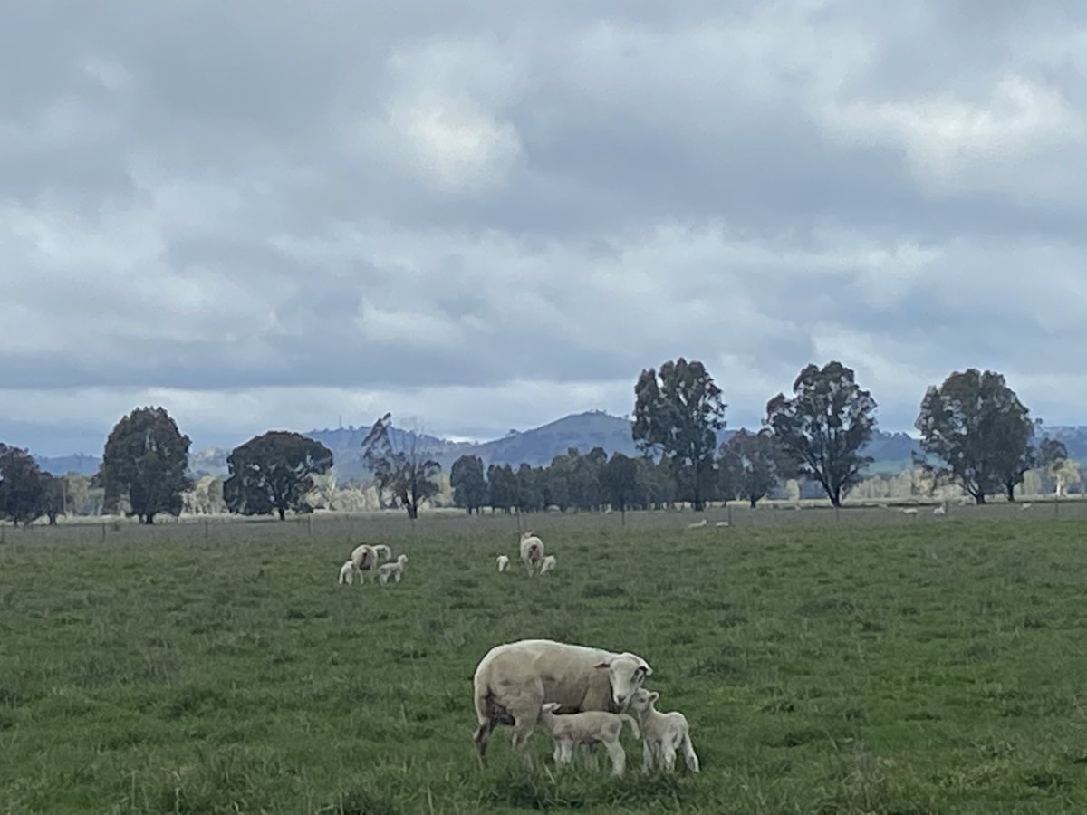 Listeria update. Appears a big issue this season. A lot of indecision on treatment. Also some good papers on rotting herbage causing the issue. We have given alamycin and today only 4 out of 50 lambs were born dead. Seem to be over it now with 90% still to lamb