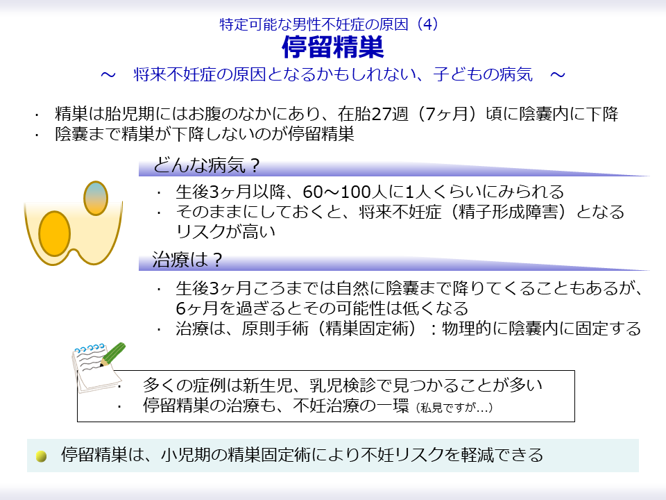 【男性不妊症の原因：停留精巣】

もともと精巣はお腹の中にありますが、妊娠7ヶ月で陰嚢に降りてきます
うまく降りてきていない場合が、停留精巣です

将来、不妊症の原因となることがあるため、手術（精巣固定術）が必要となります

精巣固定は不妊治療です！