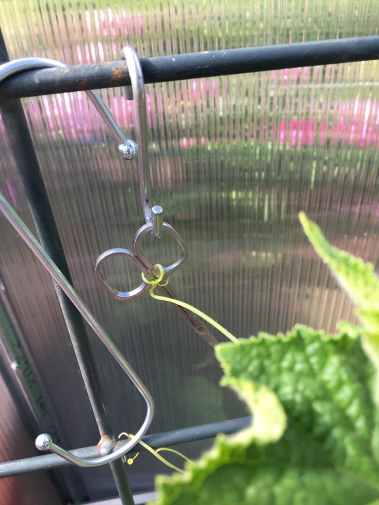 Мамины огурцы что-то замышляют