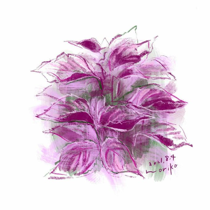 赤紫蘇のtwitterイラスト検索結果 赤紫蘇のtwitterイラスト検索結果