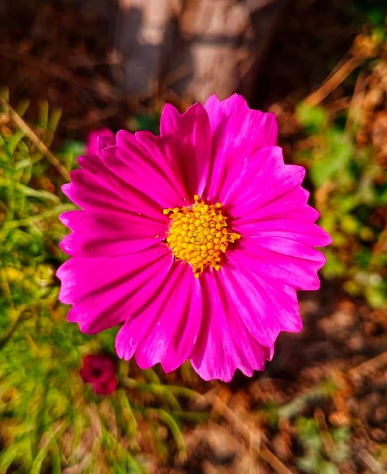 AsadNizamChand1's tweet photo. #Flowers #clicks #photography
#nature #beauty #beautiofsindh
#vivoS1 #Sindh #village
#MobilePhotography
#AsadNizamPhotography https://t.co/USY8X4m7ER