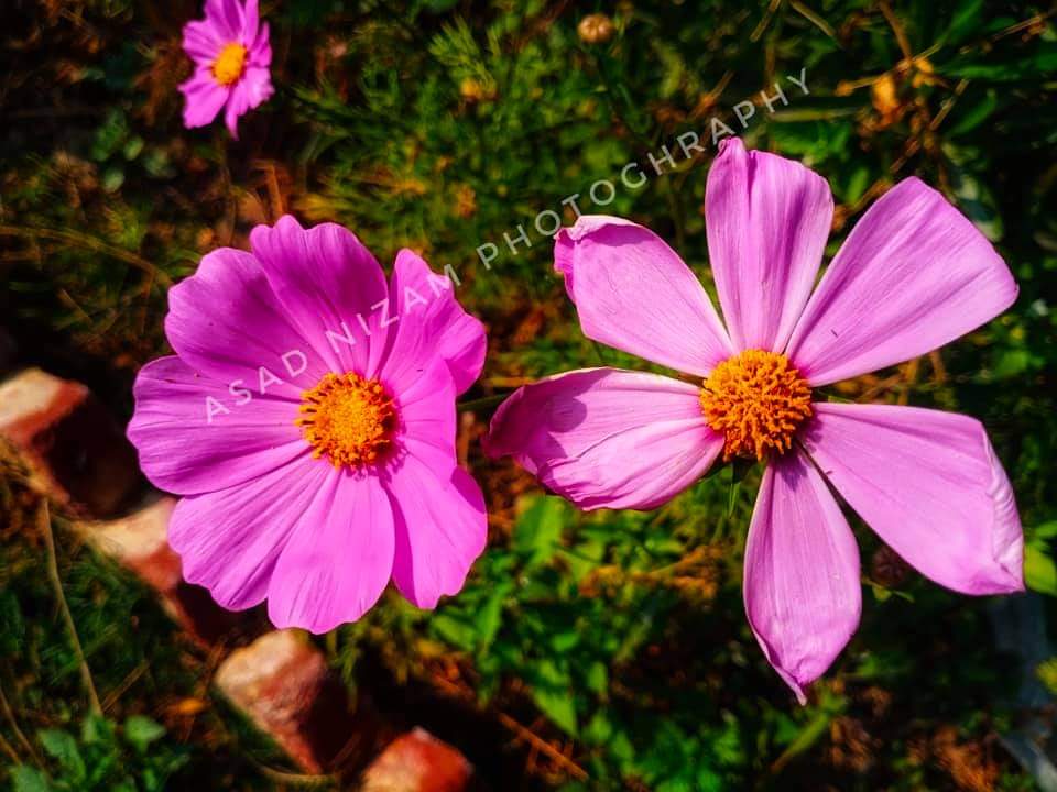AsadNizamChand1's tweet photo. #Flowers #clicks #photography
#nature #beauty #beautiofsindh
#vivoS1 #Sindh #village
#MobilePhotography
#AsadNizamPhotography https://t.co/USY8X4m7ER