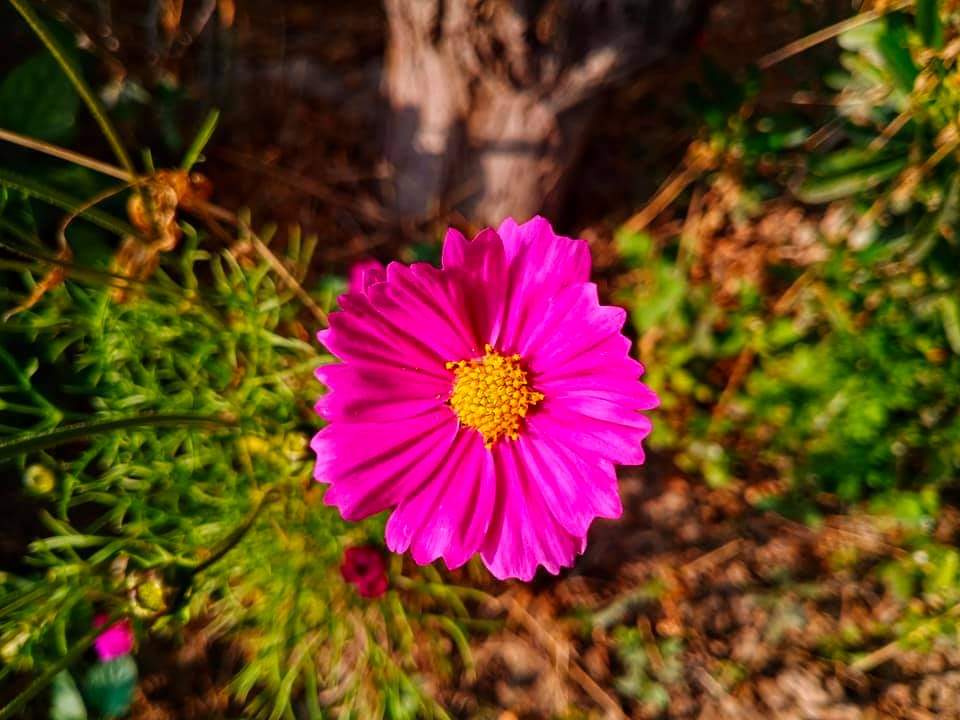 AsadNizamChand1's tweet photo. #Flowers #clicks #photography
#nature #beauty #beautiofsindh
#vivoS1 #Sindh #village
#MobilePhotography
#AsadNizamPhotography https://t.co/USY8X4m7ER