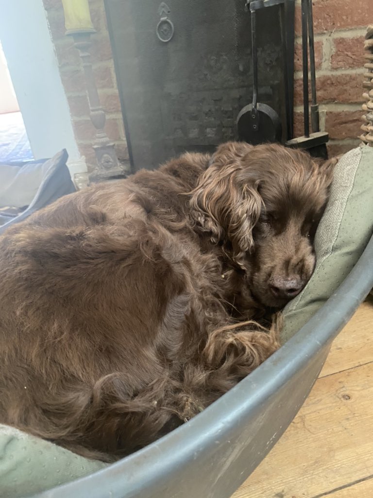 Rolo sends his love to anyone who is already tired this morning 💛