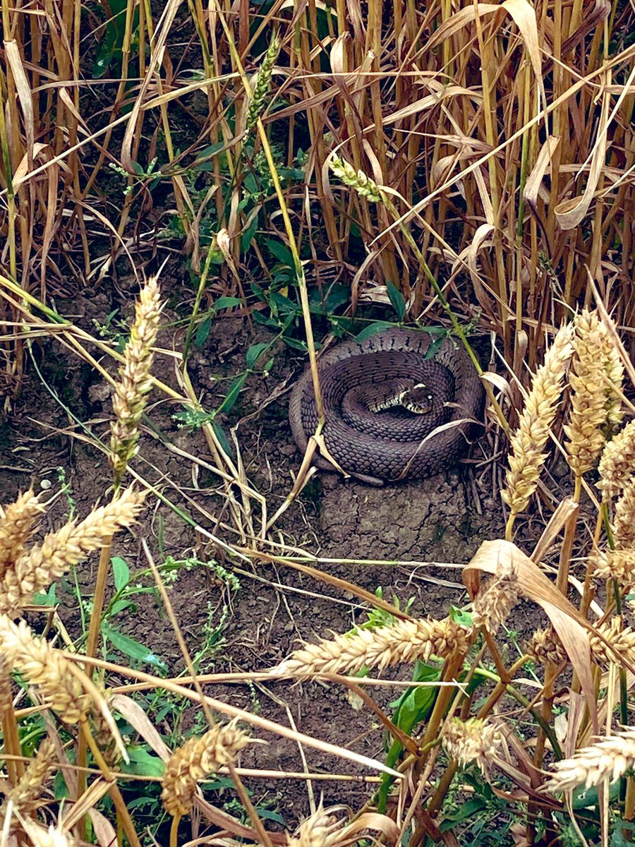 StruttsRural's tweet image. The perils of crop walking. 🐍📸
Rob Wilkinson, @struttstamford, spotted a grass snake while out checking crusoe milling #wheat in #Northamptonshire this morning.