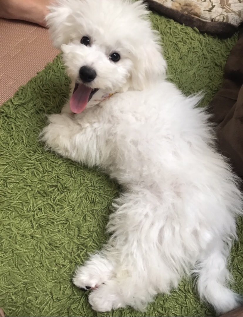 白くまアイスに封印されし犬 表情までそっくりすぎる 食べるに食べられない 可愛い封印 Togetter 白くまアイスに封印されし犬 表情までそっくりすぎる 食べるに食べられない 可愛い封印 Togetter