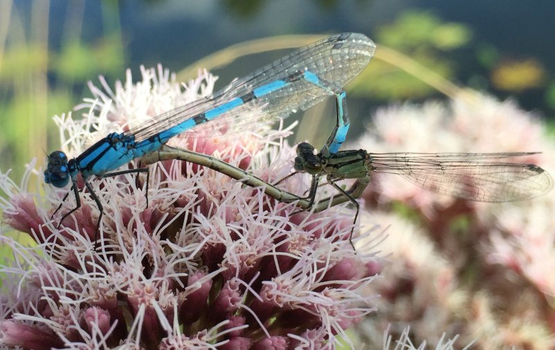 Who’s living in your garden pond?! Pick up a copy of @Garden_ie to read Éanna Ní Lamhna’s Gardening for Wildlife segment on the amazing biodiversity that can be introduced into your pond! #damselflies #biodiversity #irishgardens #pondlife #irishgardening #eannanilamhna