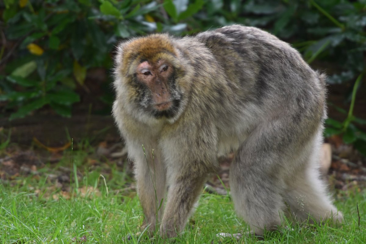 Monkey_Forest's tweet photo. WOW 31๐คฉ๐ต๐ต!
One of our Adult Female's is aging like a fine wine ๐ท and is doing so well ๐ฅฐ
This age in Barbary macaques is the equivalent to OVER 100 in human years.
You go girl โค๏ธ!
#MonkeyLove #WalkWithMonkeys #MonkeyStory https://t.co/TXisNkzxn8