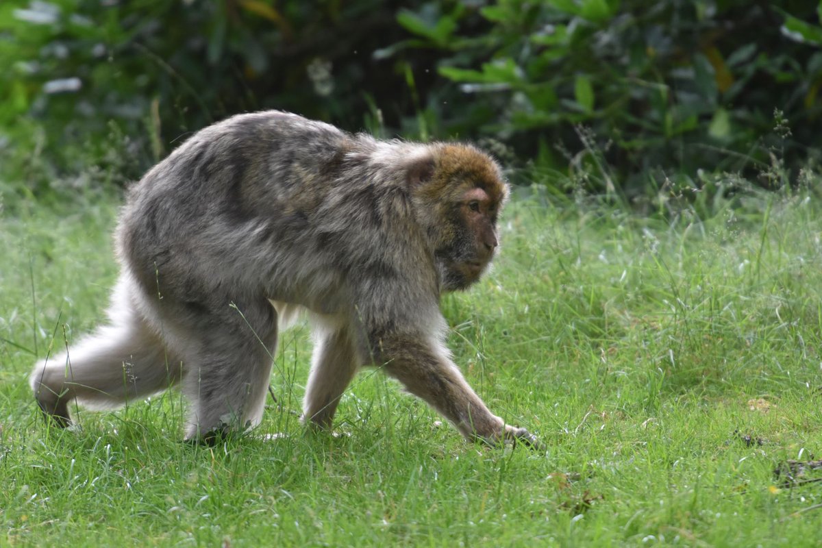 Monkey_Forest's tweet photo. WOW 31๐คฉ๐ต๐ต!
One of our Adult Female's is aging like a fine wine ๐ท and is doing so well ๐ฅฐ
This age in Barbary macaques is the equivalent to OVER 100 in human years.
You go girl โค๏ธ!
#MonkeyLove #WalkWithMonkeys #MonkeyStory https://t.co/TXisNkzxn8