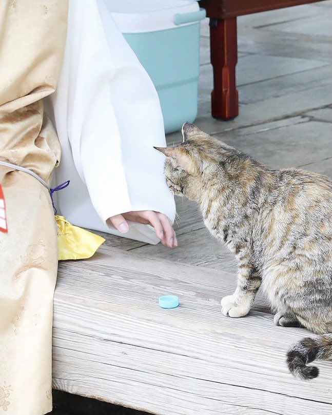 seokjinfile's tweet photo. seokjin giving the cat water using the bottle cap? 🥺 https://t.co/7XgZkJ97EX