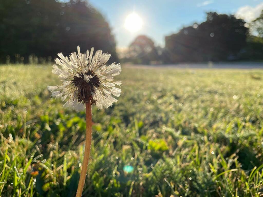 marlenebergman's tweet photo. Feeling a bit rough? Remember that you are wonderful 🥰 #morning #morningwalk #walk #wednesday #august4 #summer #oxls #oxelösund #sweden #outdoors #exercise #lawn #sunrise #dew #dagg #dandelion #maskros #wonderful https://t.co/clulY1c306