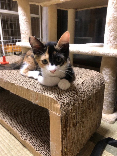 栃木県里親募集動物情報さん がハッシュタグ #子猫 をつけたツイート 