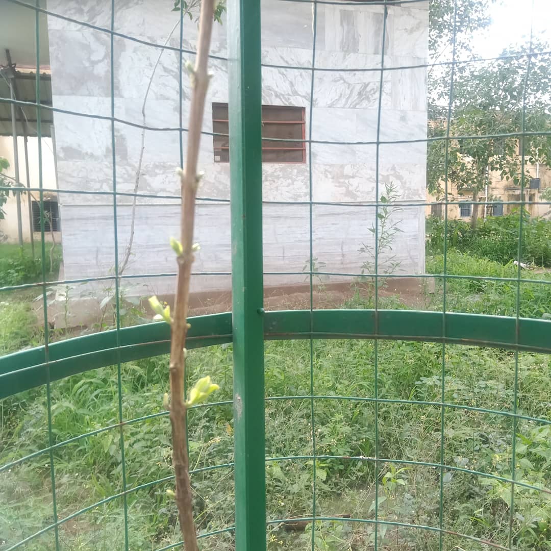 1TreeMillionBr1's tweet photo. When we planted these trees and saw them after a few days, they started drying up. We thought that these trees would not survive. But the rain revived them. Rain is really an elixir. 💦🌳

#plants #mangotree #GardenersWorld #ActOnClimate 

@1TreeMillionBr1 @PeepalFarm @TreesPics https://t.co/moGgHiJkYN