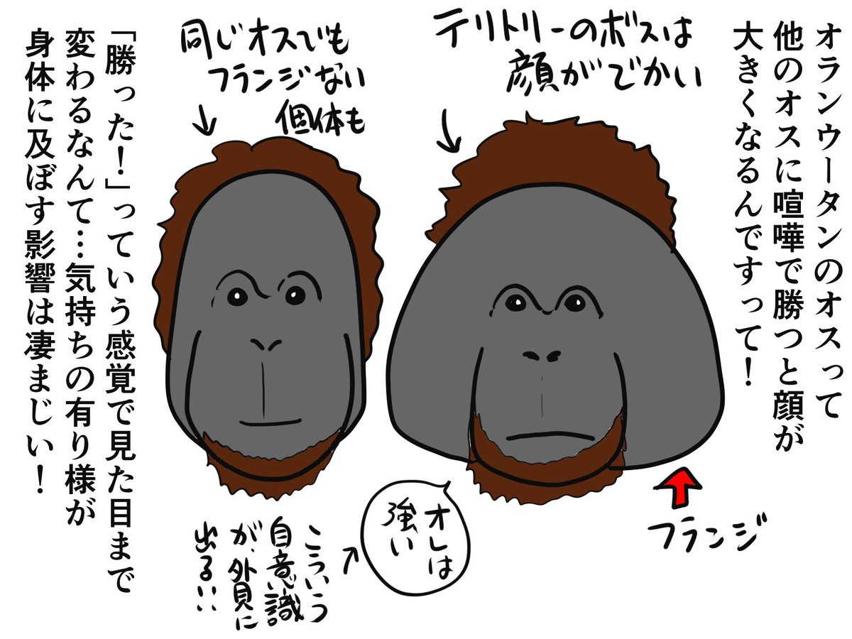 オランウータンのオスといえば フランジ 自意識って見た目も変えるという 驚きの 倉田真由美の漫画