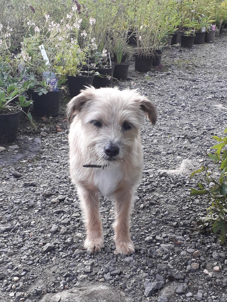 Crunchie says the nursery is looking grand! 

We are open Tuesday to Saturday 10 til 5pm. Street End Lane,  Broad Oak Heathfield TN21 8UB.  Phone Steven on 07771 916933