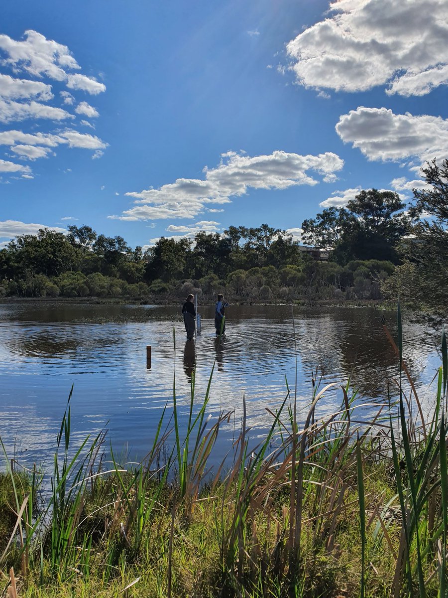 Degleeson's tweet image. #ENVT4461 students collecting sediment samples at #AshfieldFlats @SAgE_UWA @Science_DBCA @emielda_y @DrAndrewRate @_kirstybrooks Awesome day for it 🤗