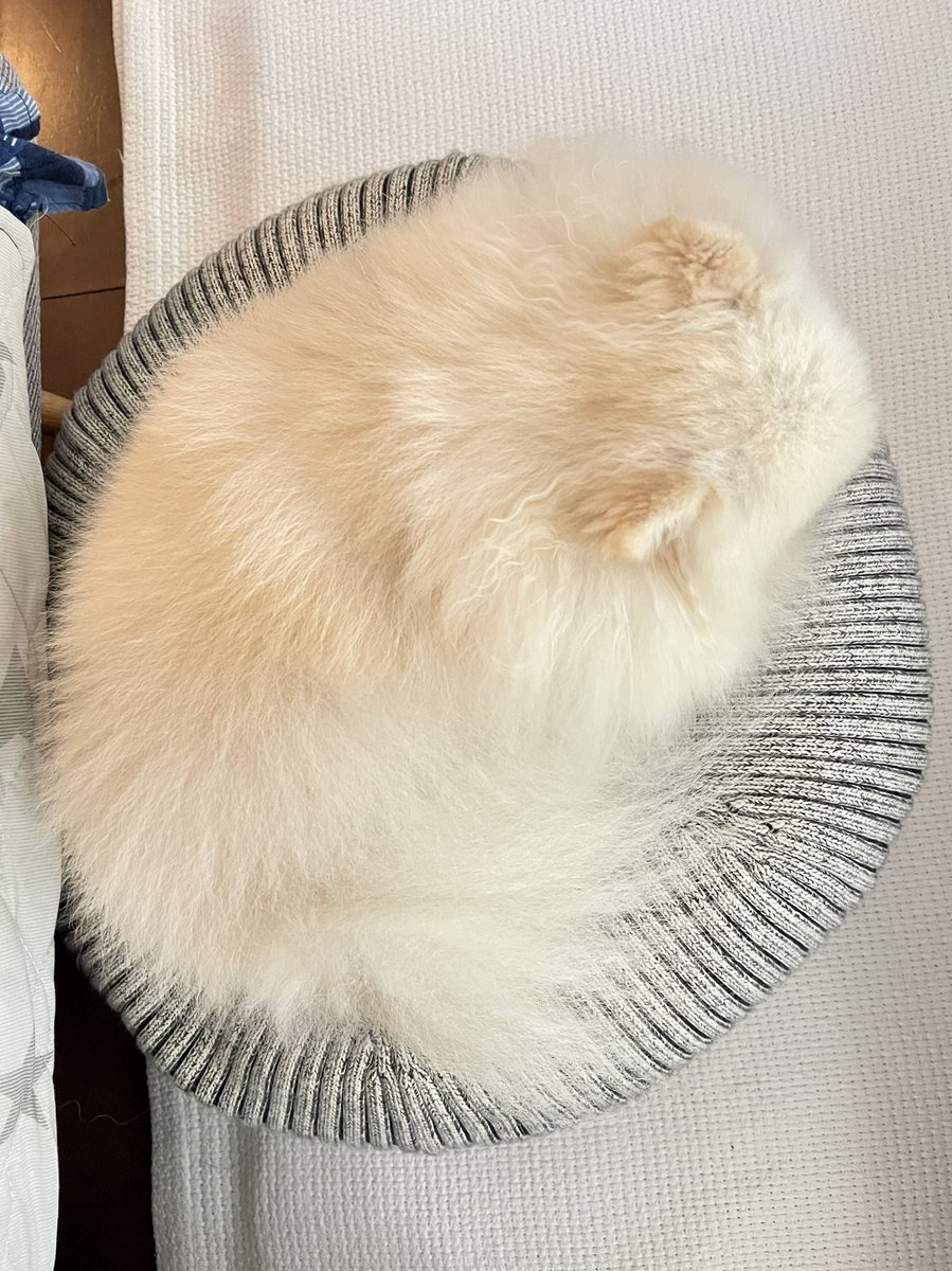 ak1toPome's tweet photo. γΈγ£γΉγγγ£γγγγ‘γ©γγ’γ³
#puff
#minipuff
#γγ‘γ©γγ’γ³
#ζΌε― https://t.co/z91AP5zY7m