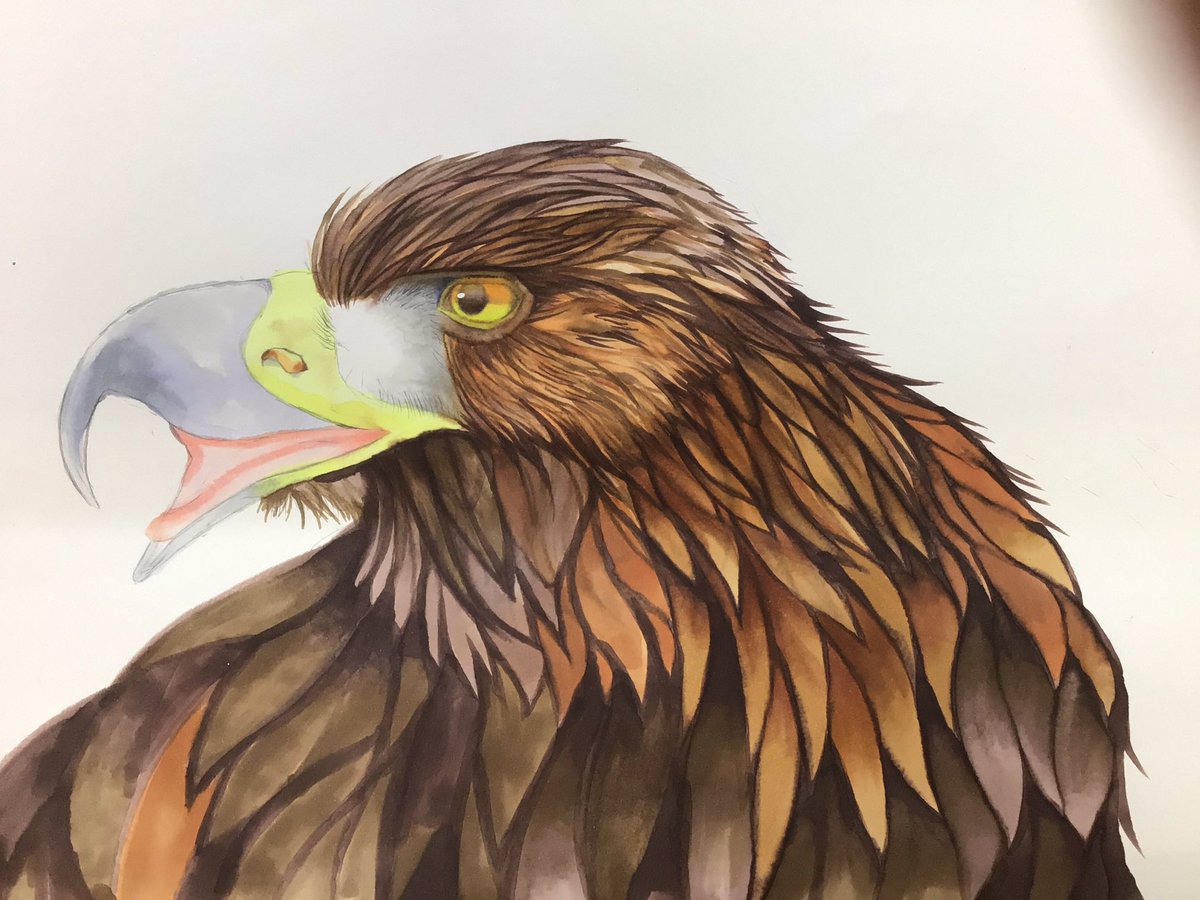 イヌワシ完成 画材 コピック シャーペン ホワイト 水野カスミ ン のイラスト