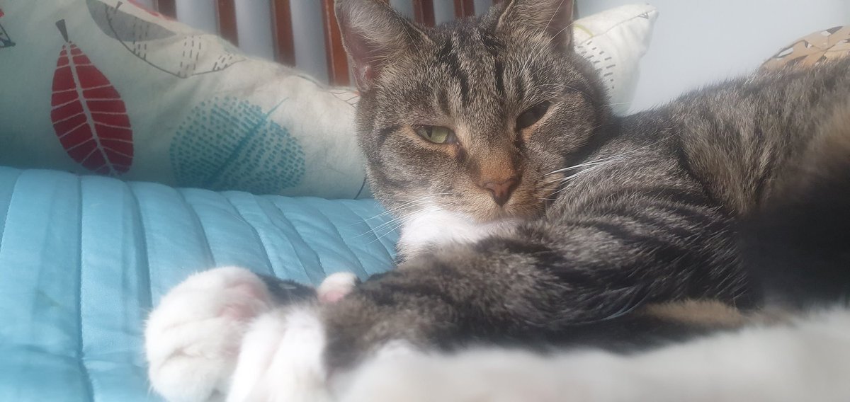 Every day is a caturday