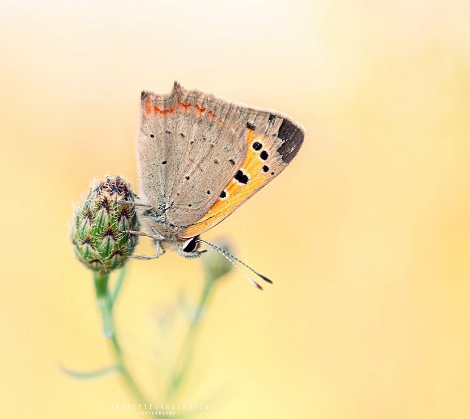 jannettevdboon's tweet photo. Small Copper / Kleine Vuurvlinder
Searching butterflies in a French field resulted in finding this Small Copper. Sitting in a wonderful position with a nice background.
โโโโโโโโโโโโโโโโโโ
#macrophotographylove #macropic #macro_delight #top_macro #maโฆ https://t.co/VD00AYw4WE https://t.co/CTZnqNleP6