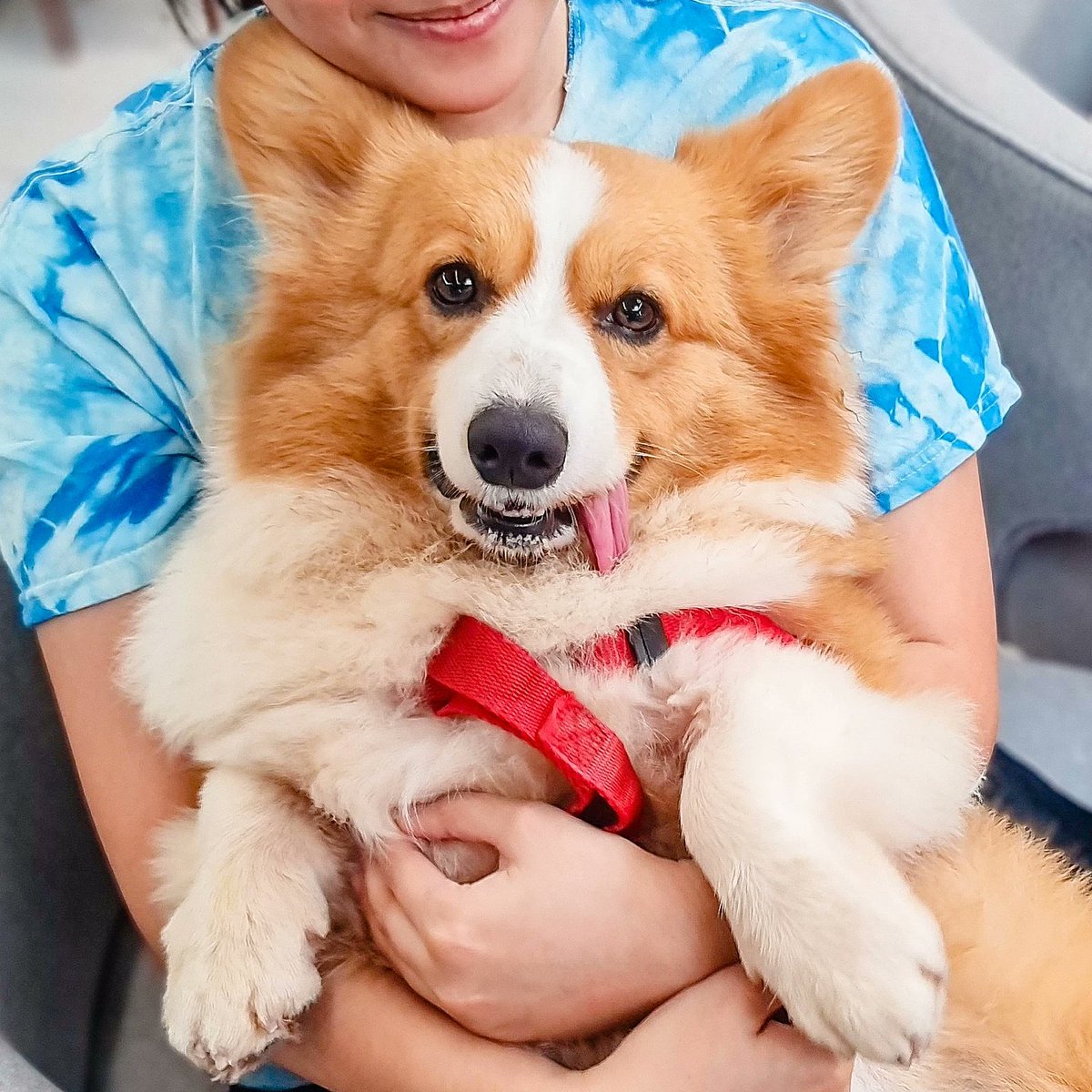 CorgiValentine's tweet photo. My favorite spot is in my hooman's arms. πΎ
Swipe to see the aftermath. π
#CorgiPH
#CorgiPhilippines
#CorgiValentineArrowCloud
#CorgisOfInstagram
#Corgistagram
#Corgi https://t.co/eMIuWXzeRq