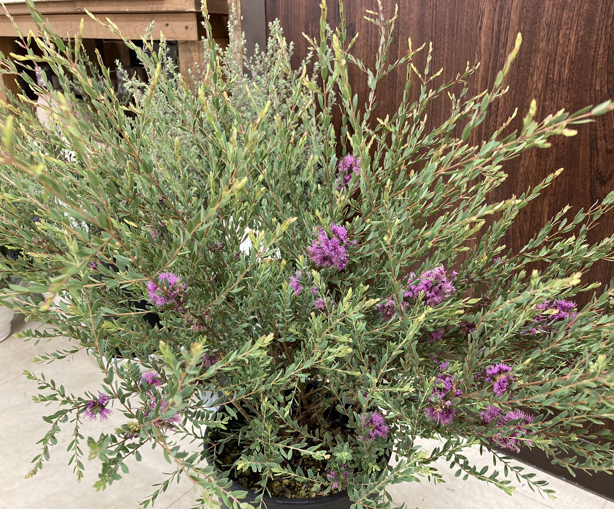 In Natural インナチュラル メラレウカ シミフォリア タイムハニーマートル オーストラリアの花木 比較的コンパクトで1mくらいに仕立てられます お庭にオススメ 初夏にこんな花も咲きます メラレウカ タイムハニーマートル インナチュラル