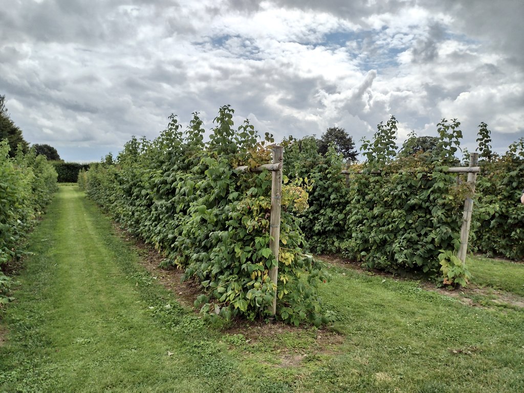 Healthy_Holiday's tweet photo. There's still a few Little Scarlet strawberries to pick plus lots of raspberries @boxtedberries in #Essex
@VisitEssex #staycations #escapetheeveryday #wanderlustonassignment https://t.co/f6Dq4b007F