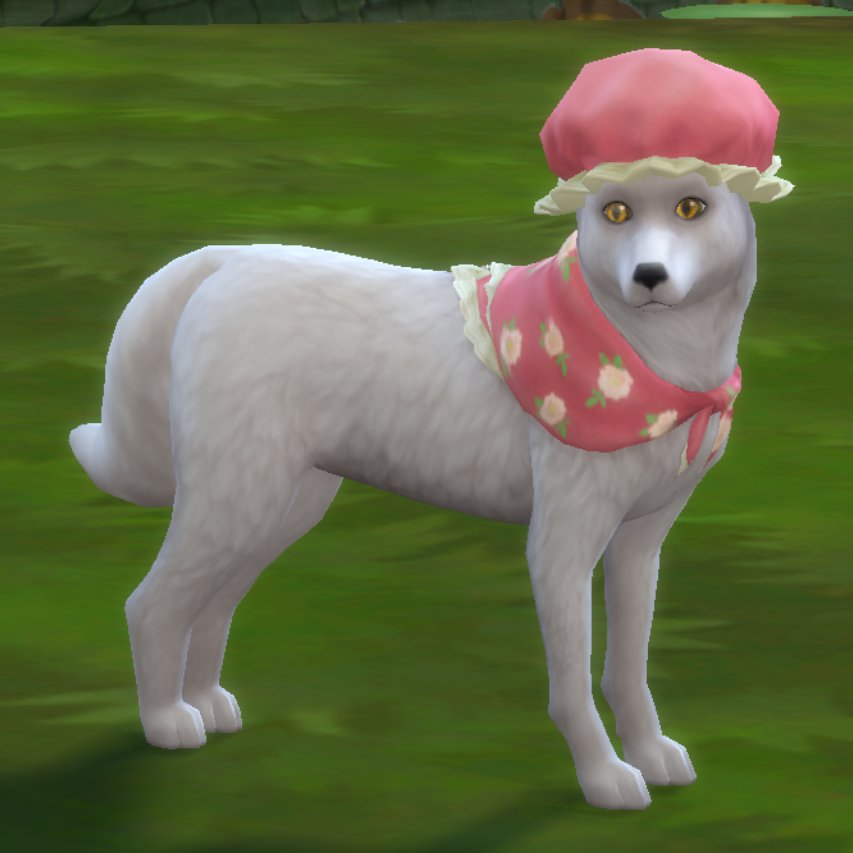 Did I dress my fox like a grandma? Yes I did! I'm sure he LOVES it 😍❤️
He looks so adorable!!!
#Sims4CottageLiving