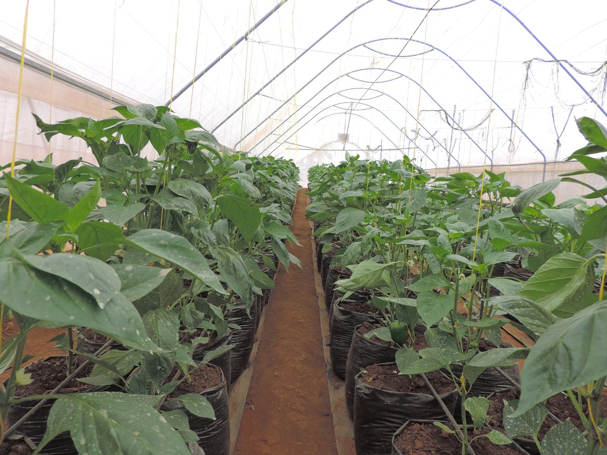 SannyNtayombya's tweet photo. For those who are curious about what it takes for local farmers to bring red &amp; yellow peppers to your plate I walk through the greenhouse farming process on the @AmaremboFarm Youtube page #Supportlocalfarmers #FarmingInRwanda #organicfarming https://t.co/VuNlq1yWK6