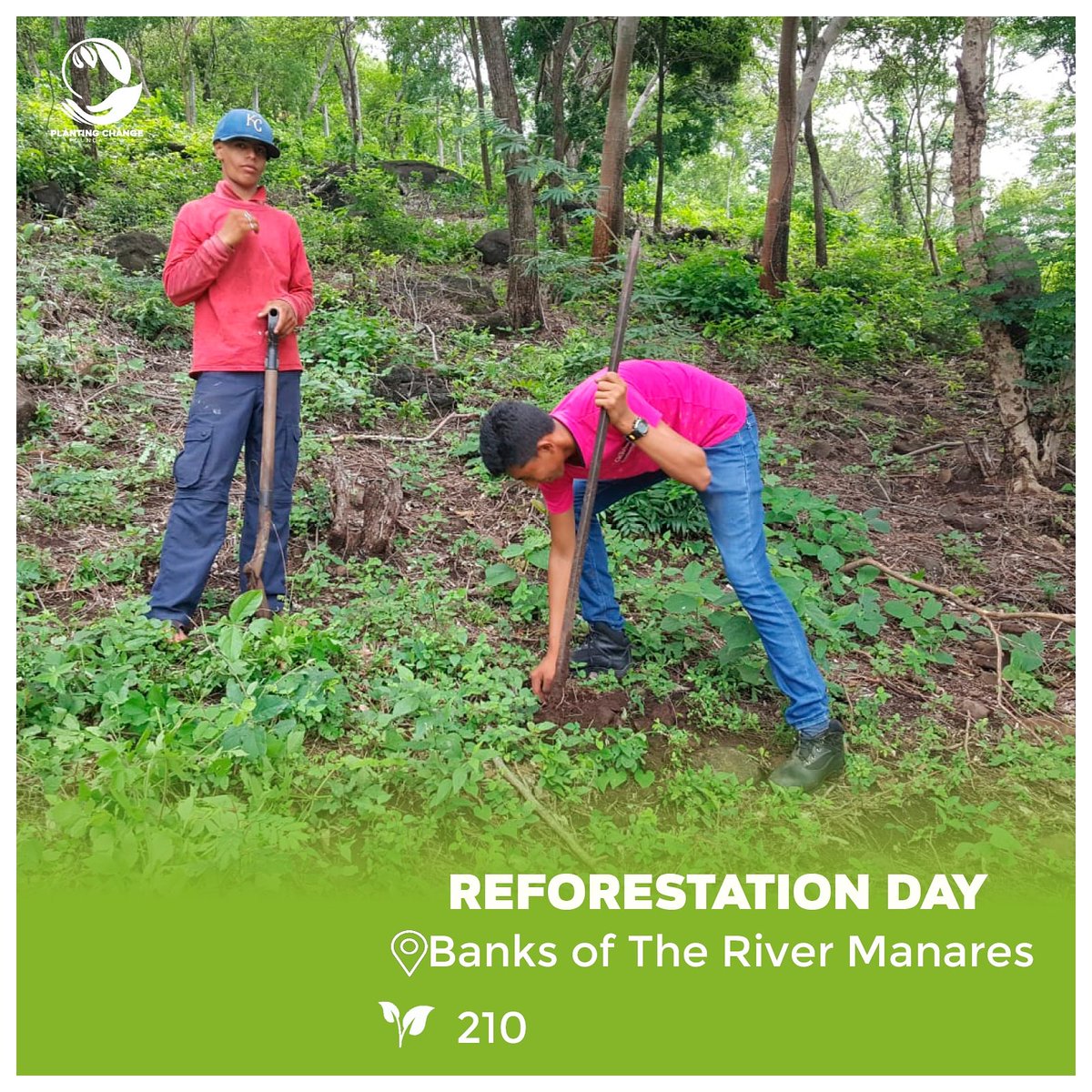 plantingchange_'s tweet photo. Students from our "Seeds of Education" program participated today in the Reforestation Day in the Rio Manares Natural Reserve 🏞️
🌱 210
👉🏾Type of trees: Malinche, Laurel, Jenizaro

#climatechange #reforestationday #Nicaragua https://t.co/NtkdcmXFHu