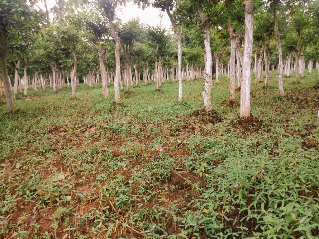 BTSSOBilaspur's tweet photo. Green manuring with Dhaincha (Sesbania aculata) is being practiced in plantation fields of BSM&amp;TCs.
#Greenmanure #Organic #BSMTC #BTSSOBilaspur #CentralSilkBoard
@csbmot @rajit123 https://t.co/pLdrQnqNQX