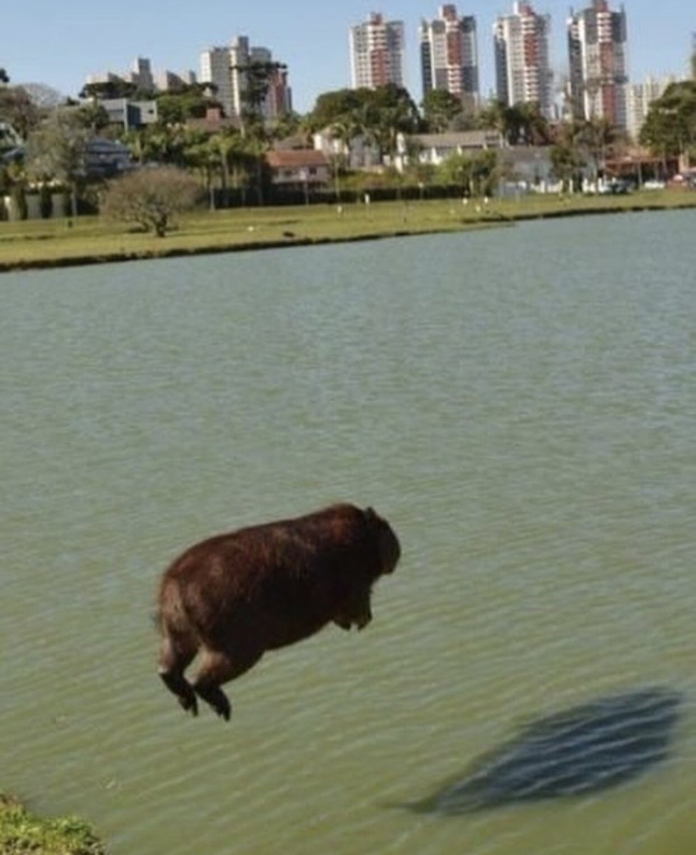 CapybaraCountry's tweet photo. https://t.co/Zu8ysGTCjl