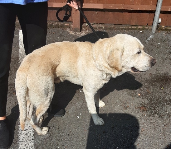 AdoptionsUk tweet picture