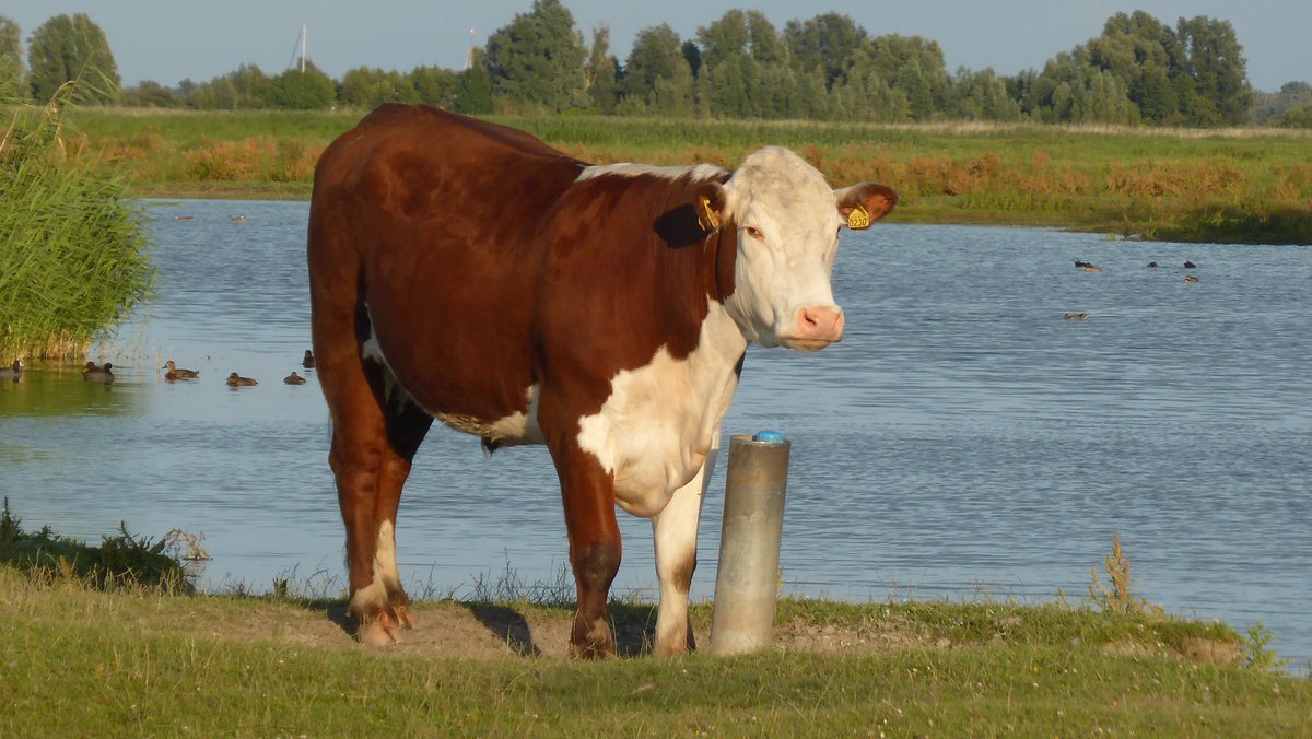 Dit is dus letterlijk voor paal staan....
#natuurgebied #koe #gezegde